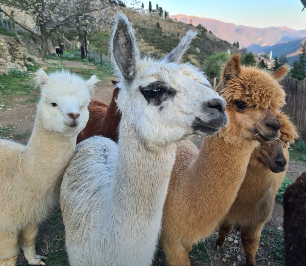 photo d'alpagas et lamas
